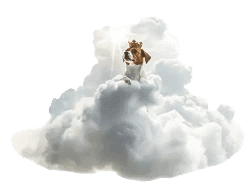 Coussin Apaisant pour Chien — vignette 3